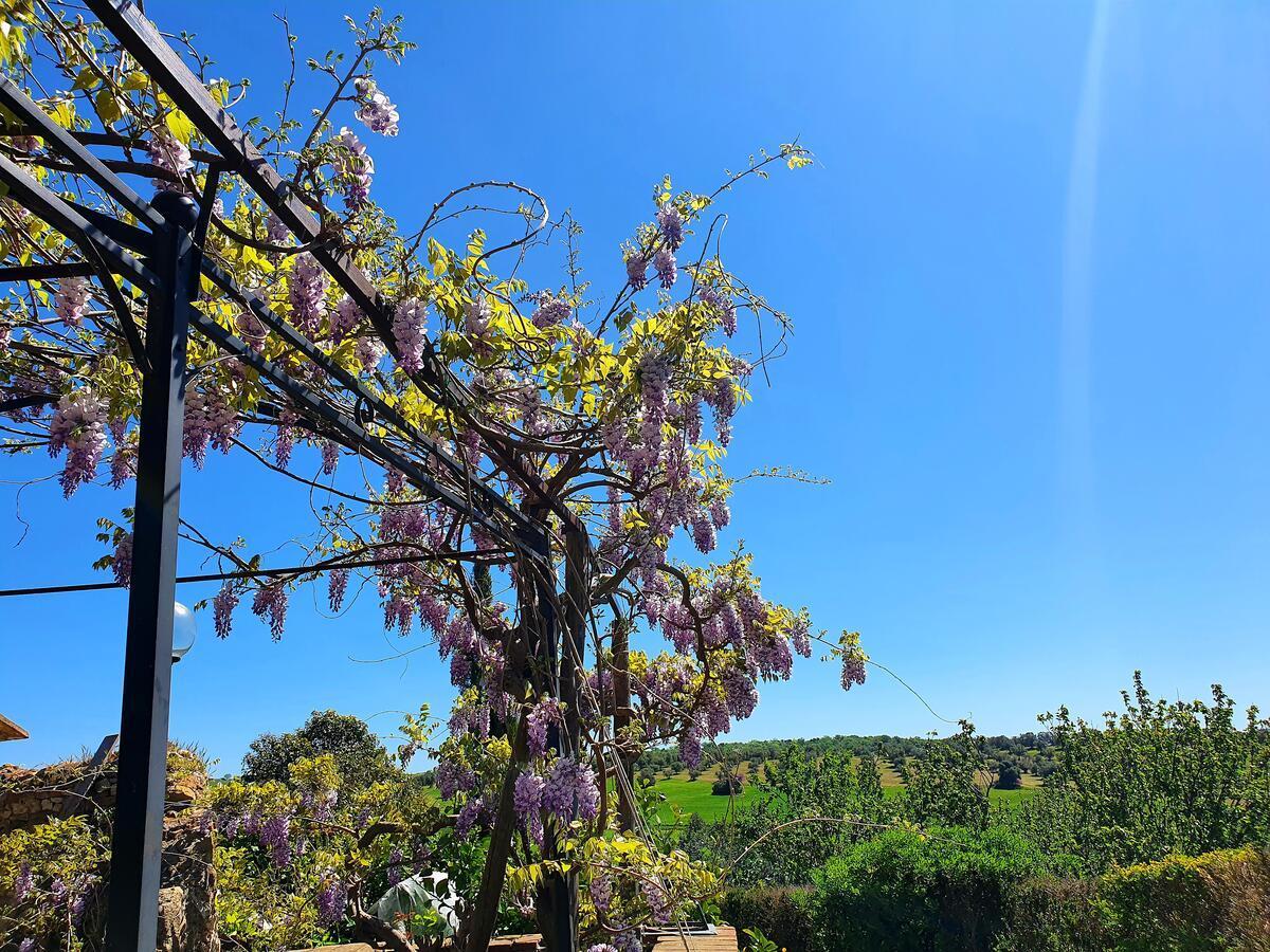 Residenza Santa Maria In Borraccia Bed & Breakfast Magliano in Toscana Eksteriør bilde